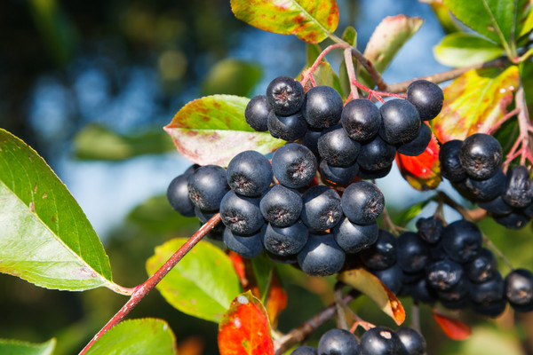 ▲▼美國認證「不老莓果」抗氧化力居冠　大勝200多種水果。（圖／業者提供）