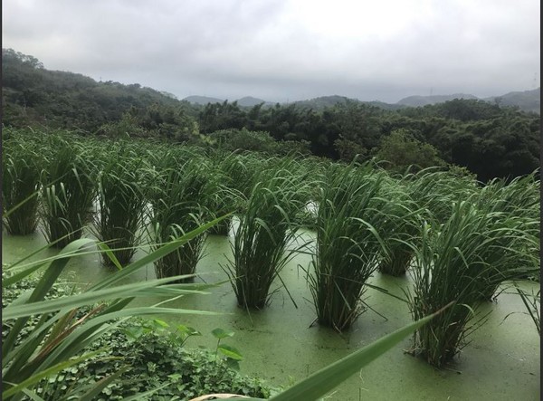 ▲綠油油的筊白筍田。（圖／新北市政府提供）