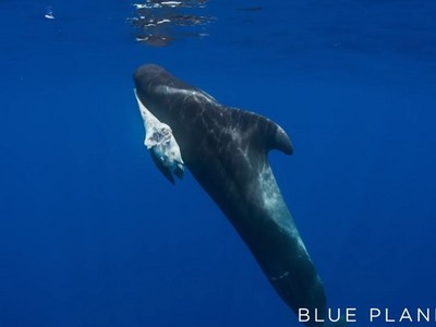 小鯨魚喝毒奶死亡，母鯨帶屍體游好幾天...幕後兇手還是人類！