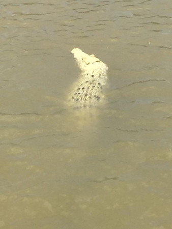 澳洲雌性白頭鱷珍珠（Pearl）。（圖／路透社）