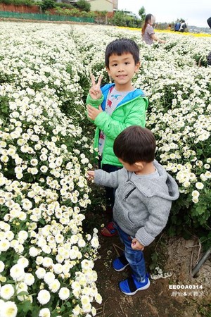 ▲2017銅鑼杭菊節。（圖／靜怡&大顆呆の親子.旅遊.美食提供）