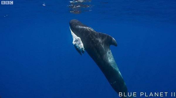 小鯨魚喝毒奶死亡，母鯨帶屍體游好幾天...幕後兇手還是人類！（圖／BBC）