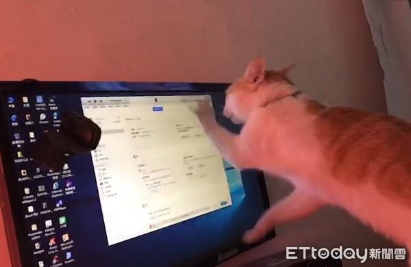 我做錯了什麼...螢幕慘遭貓貓拳攻擊 　喵把電腦當觸控平板！ （圖／網友Rebecca Lu授權提供）