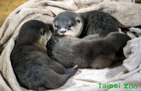 小爪水獺3年生3胎！（圖／台北市立動物園提供）