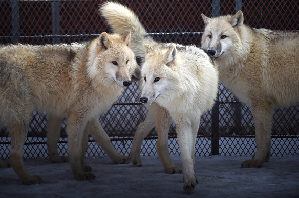 22日，哈爾濱極地館迎來5只北極狼「寶寶」。它們從遙遠的塞爾維亞長途跋涉而來，將在這個中國冬季最寒冷的省會城市定居。（圖／新華社）