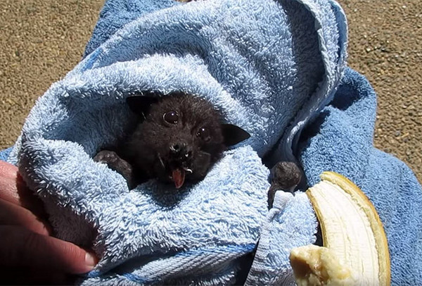 黑嚕嚕狐蝠寶寶被車撞，獲救後吃香蕉塞滿小臉頰（圖／翻攝自Boredpanda）