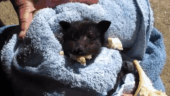 黑嚕嚕狐蝠寶寶被車撞，獲救後吃香蕉塞滿小臉頰（圖／翻攝自Boredpanda）