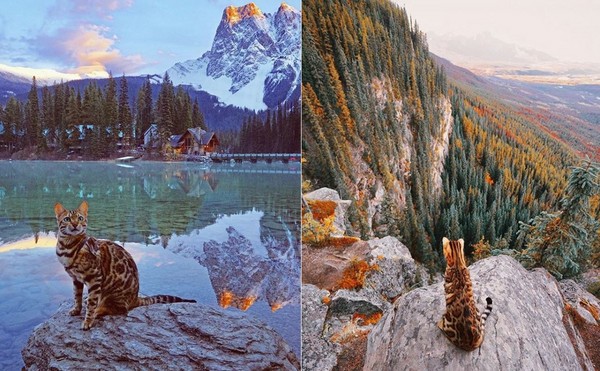 豹貓出門探險　把手放進水裡發呆（圖／翻攝自Instagram：@sukiicat）