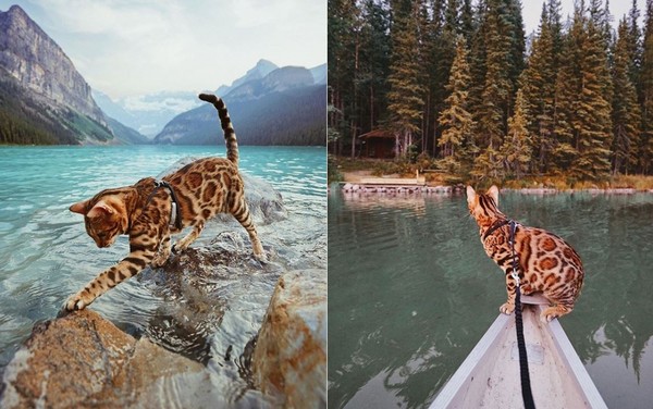 豹貓出門探險　把手放進水裡發呆（圖／翻攝自Instagram：@sukiicat）