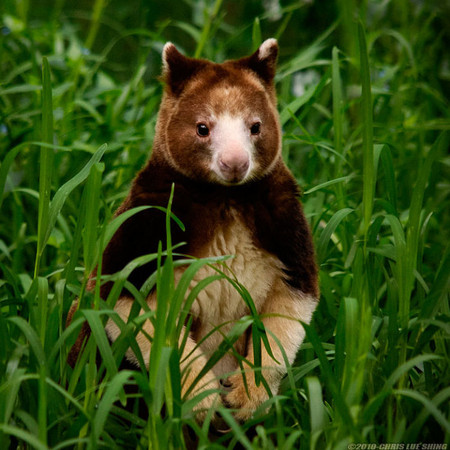 樹袋鼠（圖／翻攝自Boredpanda）