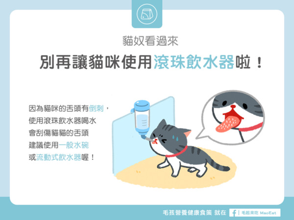 貓奴看過來別再讓貓咪使用滾珠飲水器啦！（圖／毛起來 MaoUp）