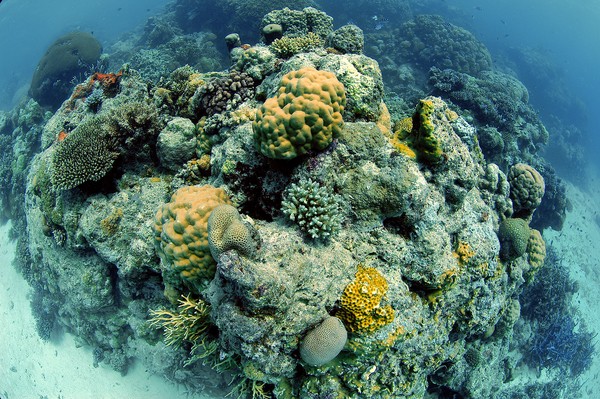 ▲▼珊瑚礁近年白熱化非常嚴重。（圖／達志影像／美聯社）
