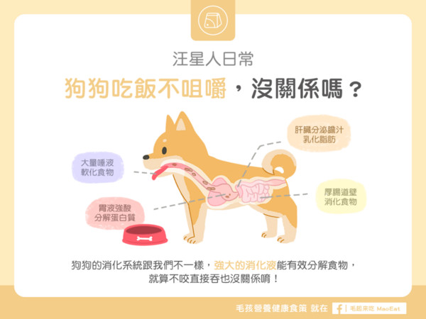 狗狗吃飯不咀嚼，沒關係嗎？（圖／毛起來 MaoUp）