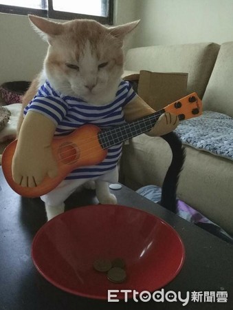 ▲恩...今天生意好像不太好！貓星人彈吉他　碗公只賺一點錢。（圖／網友Emily Wu‎提供，請勿隨意翻拍，以免侵權。）