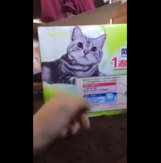 ▲▼貓咪紙箱。（圖／翻攝自推特，duninoru）