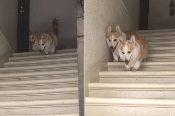 ▲▼柯基腿太短只好「殭屍跳」下樓梯　兄弟默契超好神同步。（圖／取自Instagram corgnelius）