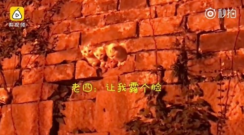 ▲▼南京明城牆有貓。（圖／翻攝《梨視頻》）