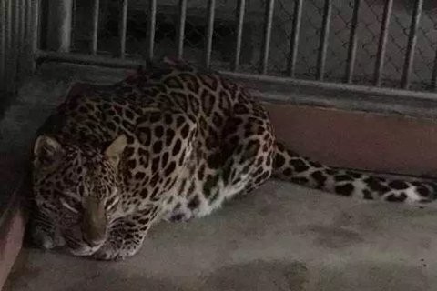 廣州動物園花豹逃跑。（圖／翻攝自廣州動物園官方微信公眾號）