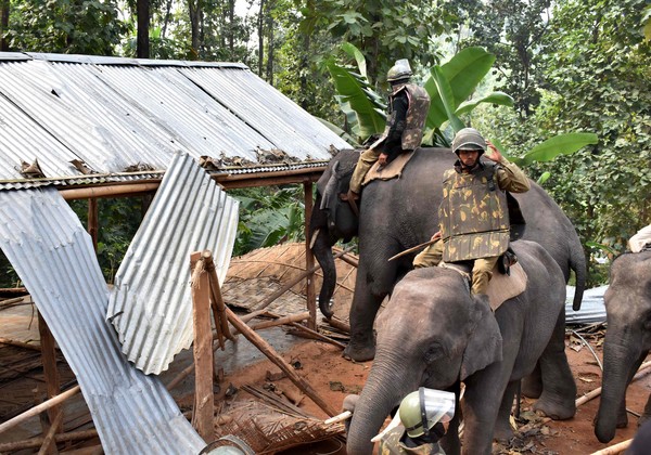 ▲▼印度警察派大象來拆除違章建築。（圖／CFP）