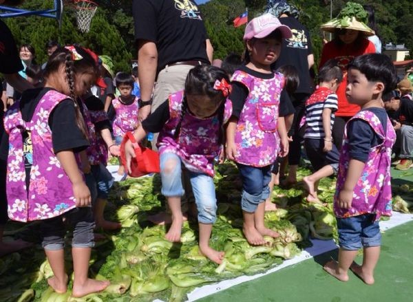 ▲▼師生一起洗芥菜、踩芥菜、醃製酸菜，連幼稚園小朋友也有模有樣的踩酸菜。（圖／桃園市政府提供）