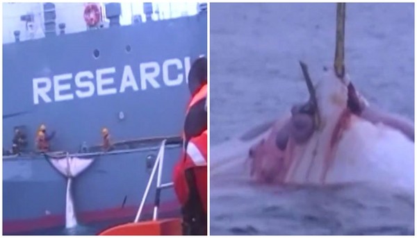 ▲▼日本殘忍捕鯨魚             。（圖／翻攝自facebook／Sea Shepherd Australia）