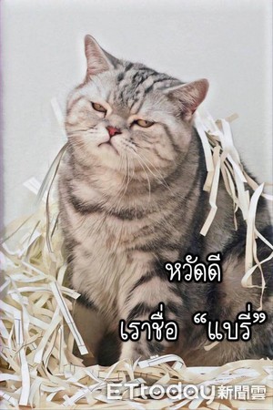 泰国肥猫本人图片