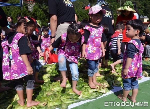 ▲▼師生一起洗芥菜、踩芥菜、醃製酸菜，連幼稚園小朋友也有模有樣的踩酸菜。（圖／桃園市政府提供）