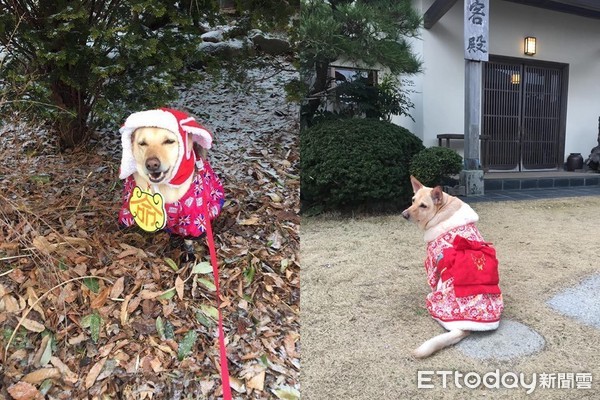 ▲脊椎遭打斷！路人嫌可成尾巴怪　姐曝「三八搖」影片超迷人。（圖／可成友人罩提供）