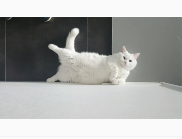 肥白貓靠牆抬腿邊放空，短腿懸半空中：朕也可以（圖／翻攝自Instagram帳號munjiking）