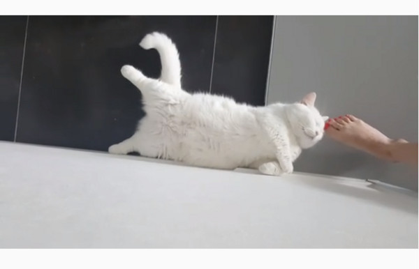 肥白貓靠牆抬腿邊放空，短腿懸半空中：朕也可以（圖／翻攝自Instagram帳號munjiking）