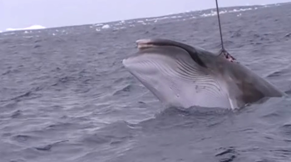 ▲澳洲當局公布，日本漁民用魚叉獵捕鯨魚，畫面相當血腥。（圖／翻攝自YouTube／Sea Shepherd）