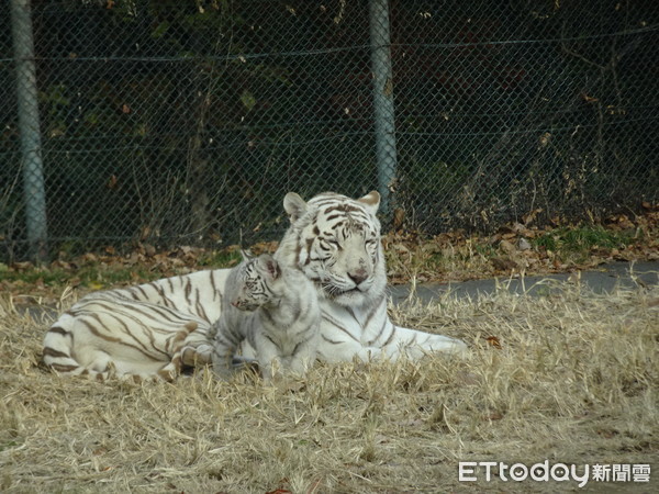 ▲群馬野生動物園「叉肉餵獅子」　舌頭都要伸進鐵窗了！（圖／記者嚴云岑攝）