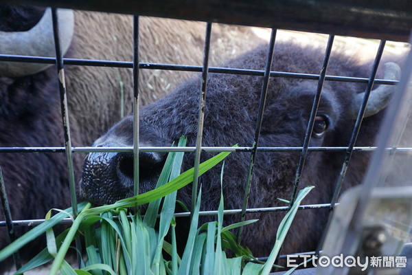 ▲群馬野生動物園「叉肉餵獅子」　舌頭都要伸進鐵窗了！（圖／記者嚴云岑攝）