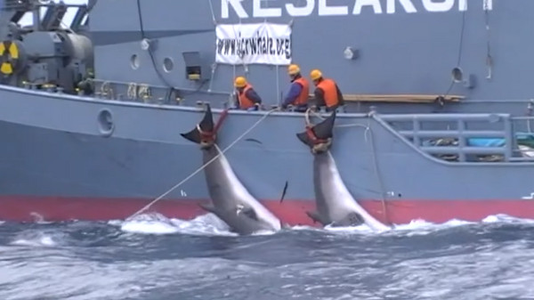 ▲澳洲當局公布，日本漁民用魚叉獵捕鯨魚，畫面相當血腥。（圖／翻攝自YouTube／Sea Shepherd）