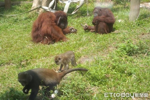 紅毛猩猩學保育員「擦玻璃」　園方笑：很努力賺加班費（圖／壽山動物園提供，請勿隨意翻拍，以免侵權。）