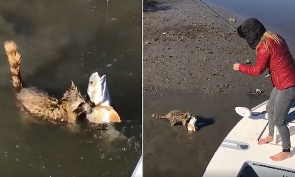 ▲▼強盜！女子釣魚獵物遭搶　浣熊緊抓不放：可以給我嗎？。（圖／取自Meredith McCord臉書）
