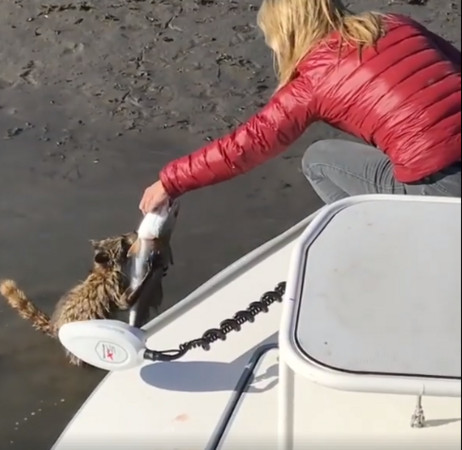 ▲▼強盜！女子釣魚獵物遭搶　浣熊緊抓不放：可以給我嗎？。（圖／取自Meredith McCord臉書）