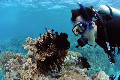 大堡礁只剩一半！科學家餵「優格」給珊瑚補身：抗壓性變好了