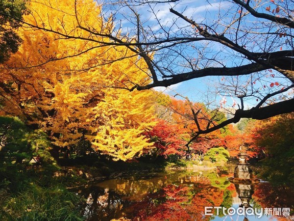 ▲▼東京日比谷公園銀杏。（圖／網友Eika授權提供，請勿隨意翻攝）