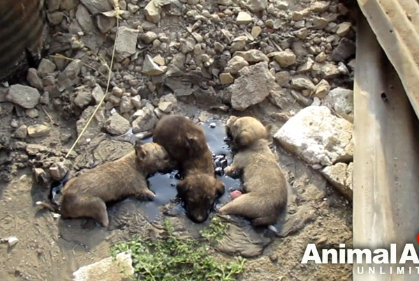 小狗被焦油黏住。（圖／翻攝自Animal Aid Unlimited）