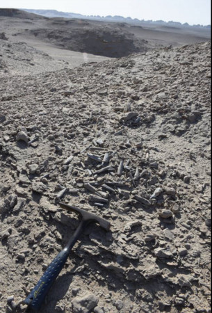 ▲▼中國科學家在新疆維吾爾自治區哈密戈壁找到一批保存完整的翼龍化石及215枚翼龍蛋。（圖／翻攝自Museu Nacional/UFRJ Facebook）