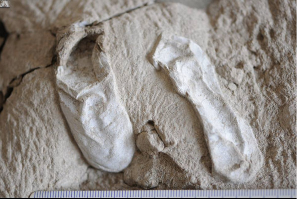 ▲▼中國科學家在新疆維吾爾自治區哈密戈壁找到一批保存完整的翼龍化石及215枚翼龍蛋。（圖／翻攝自Museu Nacional/UFRJ Facebook）