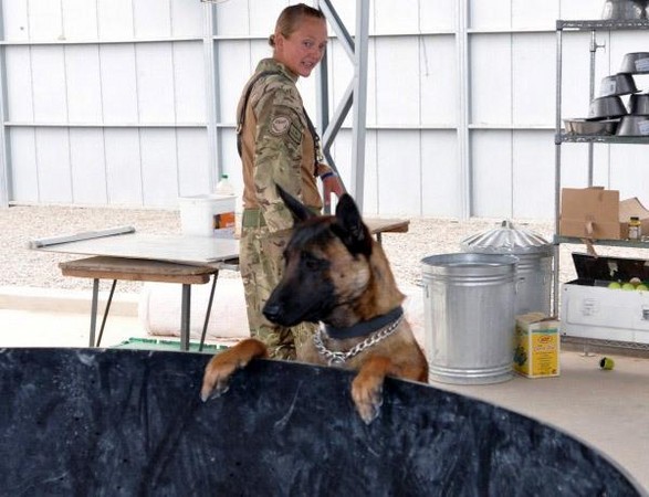 ▲兩隻功勳卓著的英國軍犬，即將面臨安樂死。左為凱文。(圖／翻攝自英軍部落格及臉書) 