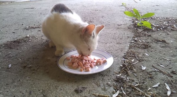 4個月默默餵食...浪貓終於給摸了　她興奮錄影：我差點尖叫（圖／翻攝自YouTube）