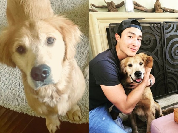 ▲▼黃金獵犬險變「狗肉湯」　苦等7月被《金三順》男神收編。（圖／翻攝自丹尼爾海尼IG）