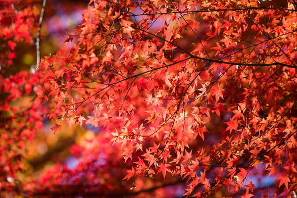 ▲▼楓葉,紅葉,秋天,高尾山,日本東京景點。（圖／記者季相儒攝）