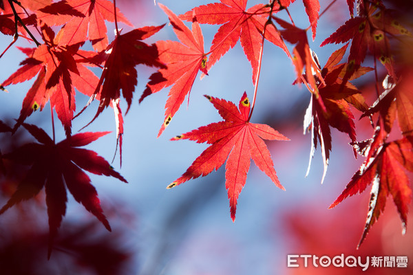 ▲▼楓葉,紅葉,秋天,高尾山,日本東京景點。（圖／記者季相儒攝）