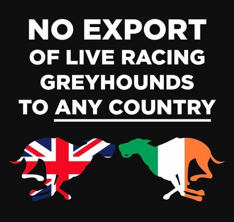 ▲▼ 動保團體呼籲英國禁止出口獵犬。(圖／翻攝自Birmingham Greyhound Protection)