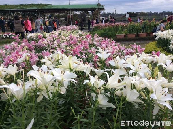 ▲▼台中后里，2017中社觀光花市。花海，百合花（圖／記者陳世昌攝）