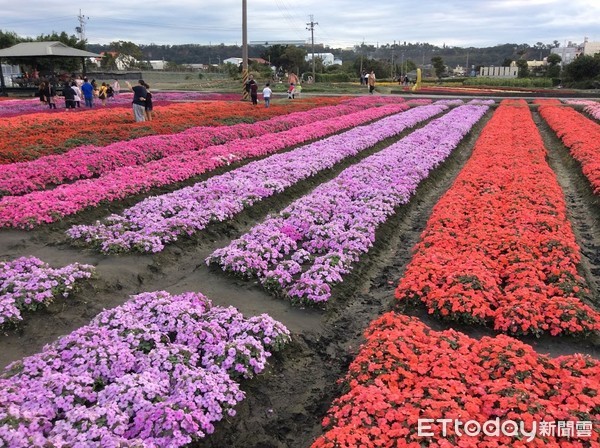 ▲▼台中后里，2017中社觀光花市。花海（圖／記者陳世昌攝）